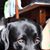 Madalena Sousa's profile image