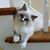 Lisa Cappiello Solomon's profile image