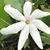 Peggy Morris Sharp's profile image