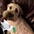 JoAnne Dance Dyer Blair's profile image