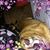 Shirley Mclaughlin's profile image