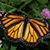 Kate Mcatee's profile image