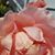 Sandi Thomas Swanson's profile image