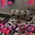 Diane Bancroft's profile image