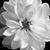 Kimberly Morse-Bertoia's profile image