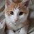 Courtney Taylor's profile image