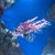 Eleanor Victoria Holt Dowling's profile image