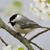 Kevin Berdine's profile image