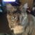 Potroast Vickery's profile image