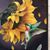 Michelle Amethystria Clifford's profile image