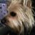 Sara Cullum's profile image