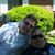 Priscilla Phinney Baber's profile image