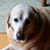 Lynn Carboneau's profile image