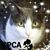 Scott Singleton's profile image