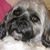Rodica Enachescu's profile image