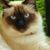 Tammy Killough's profile image