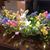 Janice Thompson-Babor's profile image