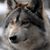 Randy LeWolf Poignant's profile image