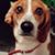Steve D Cacciola's profile image