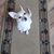 Shannon Wade Harris's profile image