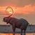 Sarah Fifield's profile image