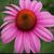 Judy Smidt's profile image