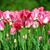 Ann Marie Melenchick Coyle's profile image