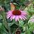 Rachel Davis's profile image