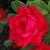 Christine A Hanley's profile image