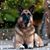 Donna M Shenuski's profile image