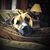 Debbie Inman's profile image