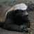 Rosa Alvarez's profile image