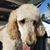 Daniela Marshall's profile image
