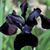 Elsa Addams's profile image