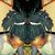 Ousman Jagne's profile image