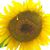 Annette Smith's profile image