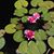 Doreen Niedzolkowski's profile image