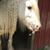 Shawn Vaillancourt's profile image