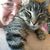 Nanette Messer Ringenberg's profile image