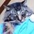 Colleen McAfee's profile image