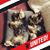 Boni Chia's profile image