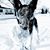Nora Ann Premo Daubert's profile image
