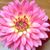 Suzanne DelVento's profile image