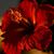Linda Davidson's profile image