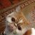 Lisa Elvin's profile image