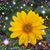 Carol Schrotenboer's profile image