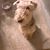 Holly Huneryager's profile image