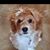 Susan DeSouza's profile image