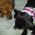 Stacy Pittington's profile image
