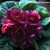 Judy Hines-Bailey's profile image